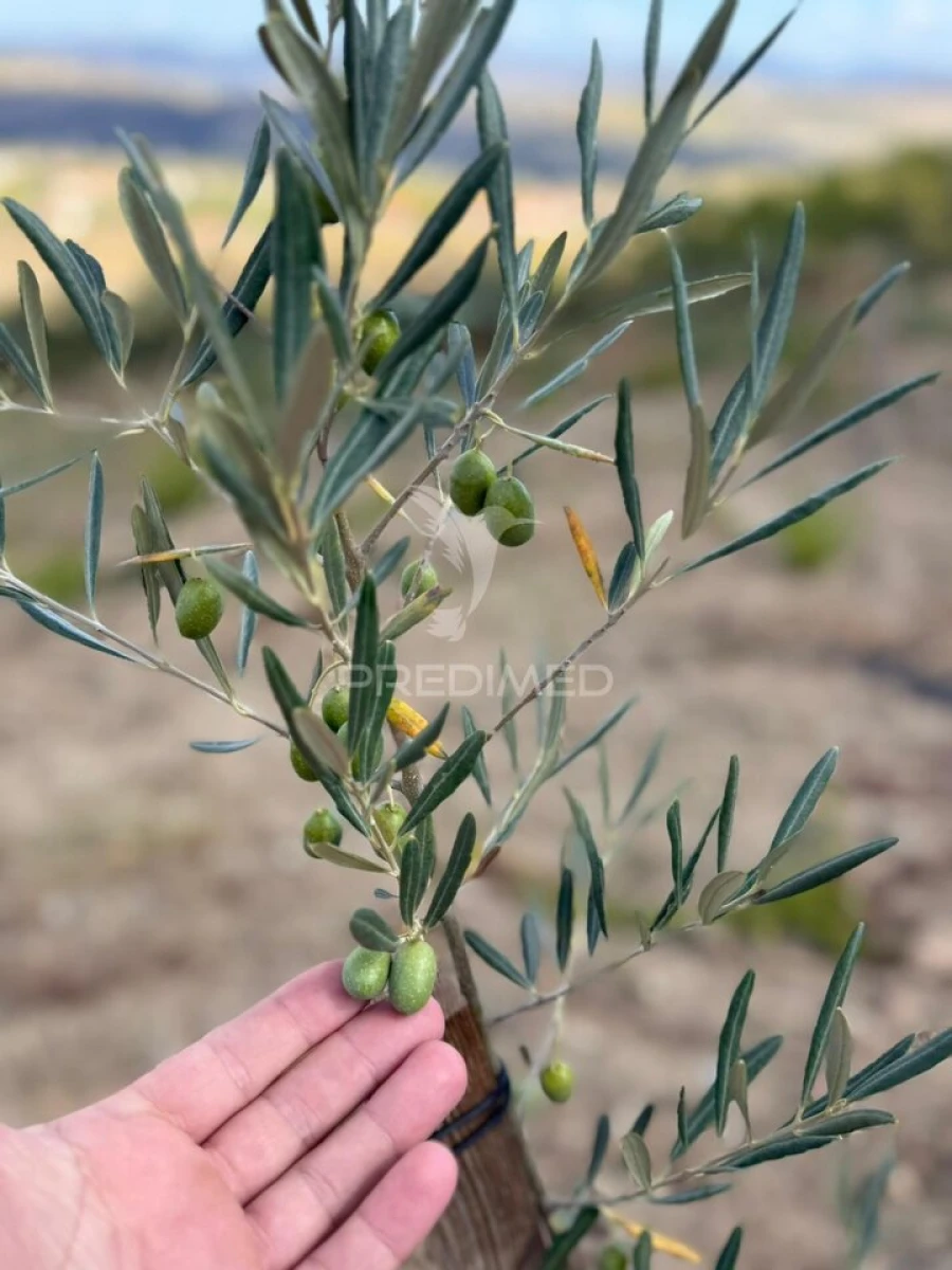 Terreno para Venda em Povoa de Penela Foto 3