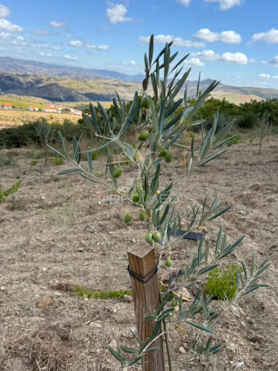 Terreno para Venda em Povoa de Penela Foto 4