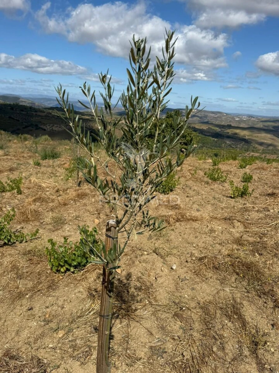 Terreno para Venda em Povoa de Penela Foto 6