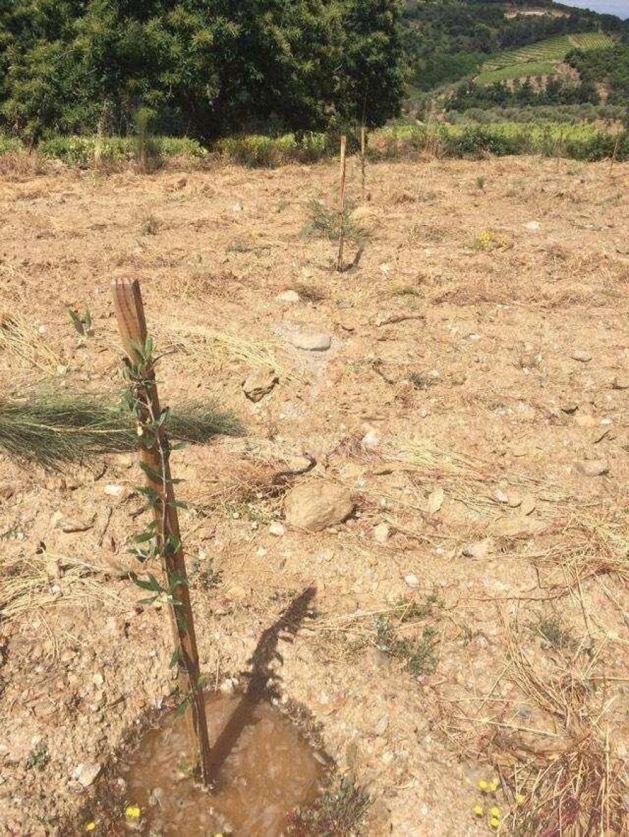 Terreno para Venda em Povoa de Penela Foto 2