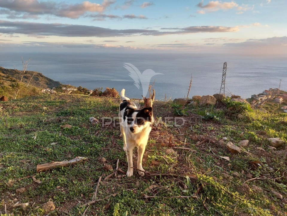Terreno para Venda em Ribeira Brava Foto 24