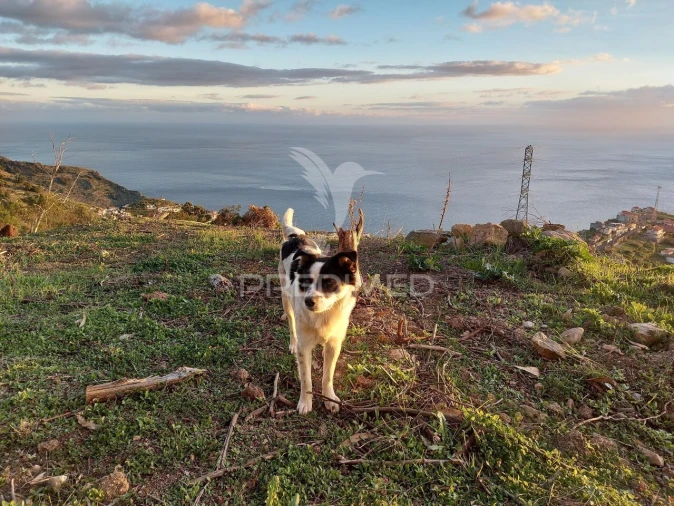 Terreno para Venda em Ribeira Brava Foto 24