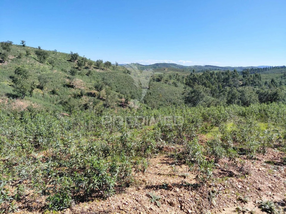 Quinta T0 para Venda em Saboia Foto 2