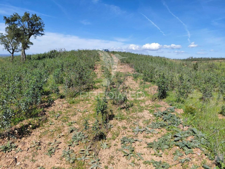 Quinta T0 para Venda em Saboia Foto 1