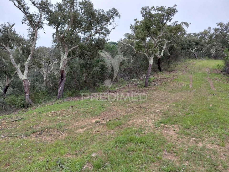 Terreno para Venda em São Francisco da Serra Foto 7