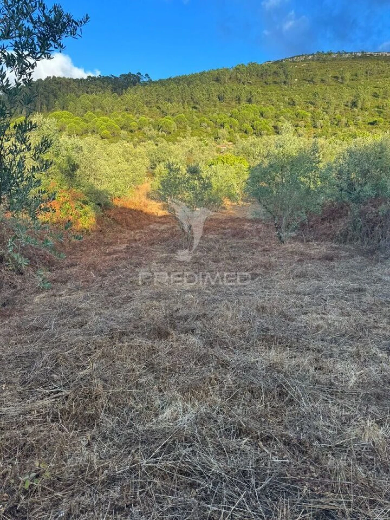 Terreno para Venda em Alqueidão da Serra Foto 3