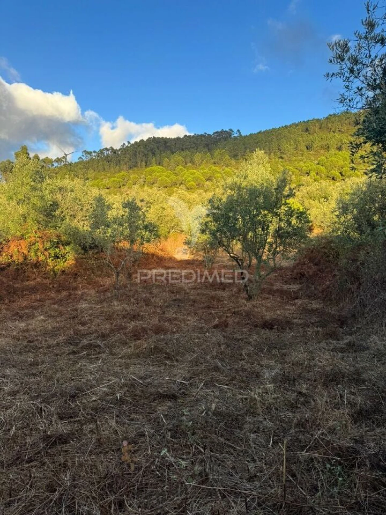 Terreno para Venda em Alqueidão da Serra Foto 5