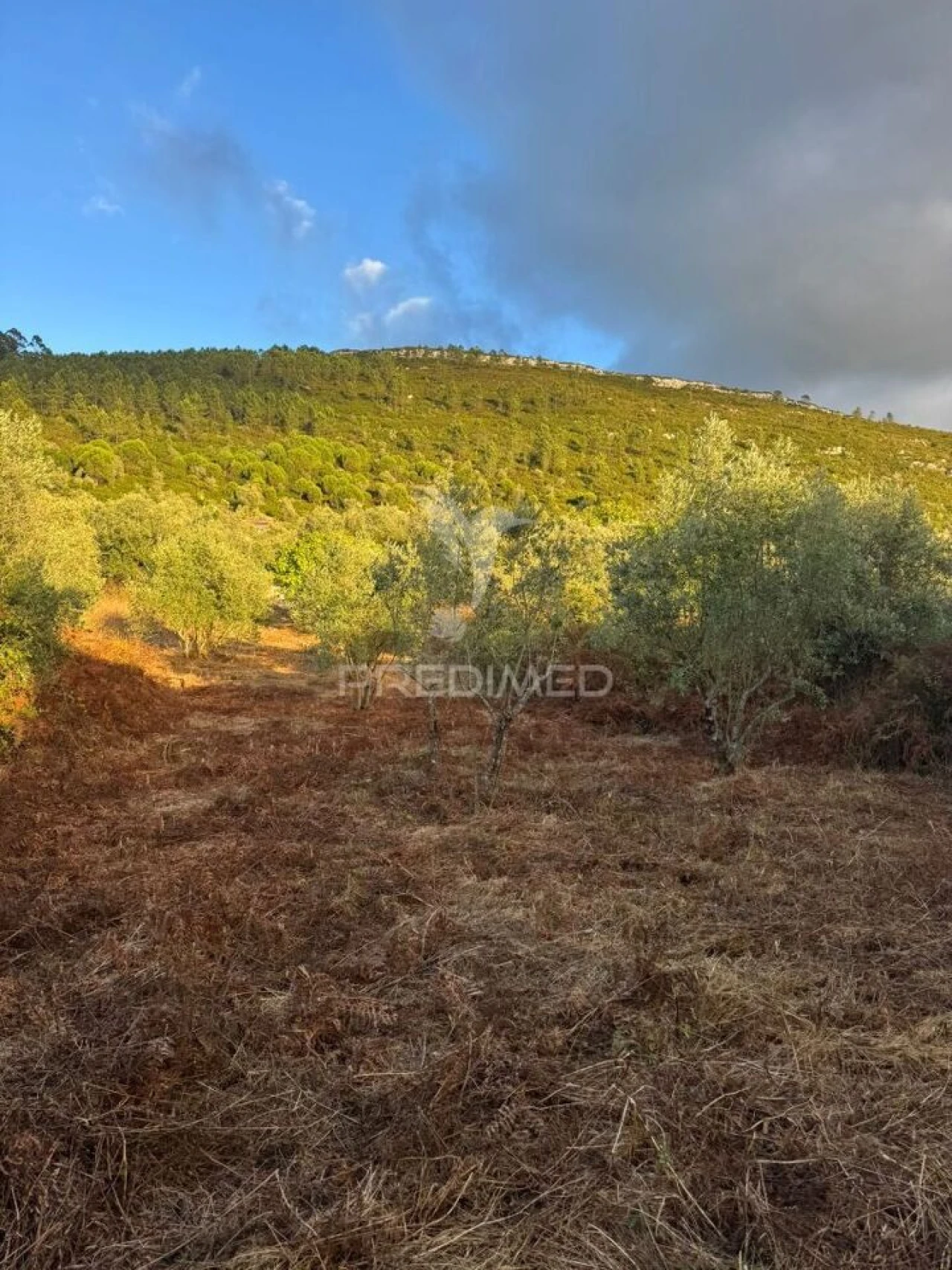 Terreno para Venda em Alqueidão da Serra Foto 10