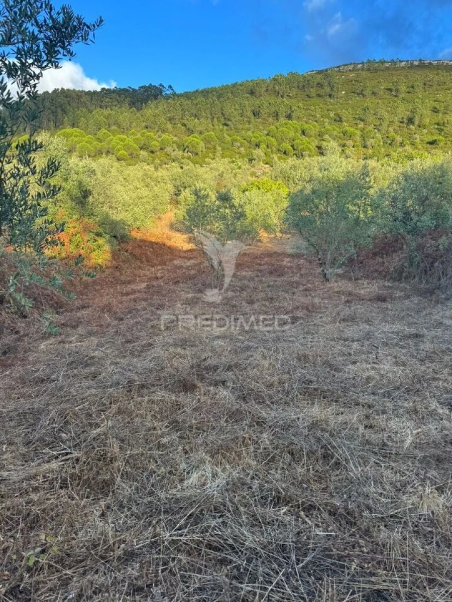 Terreno para Venda em Alqueidão da Serra Foto 3