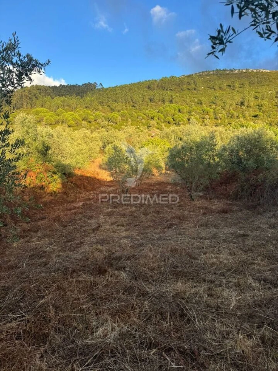 Terreno para Venda em Alqueidão da Serra Foto 2
