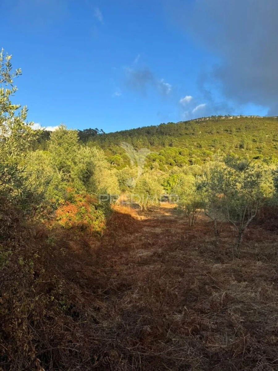 Terreno para Venda em Alqueidão da Serra Foto 14