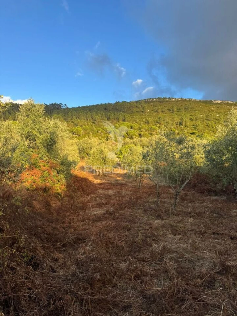 Terreno para Venda em Alqueidão da Serra Foto 13