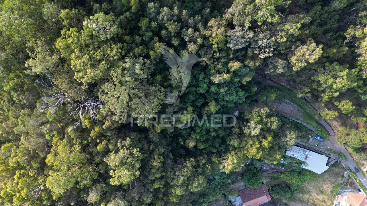 Terreno para Venda em Caniço Foto 23