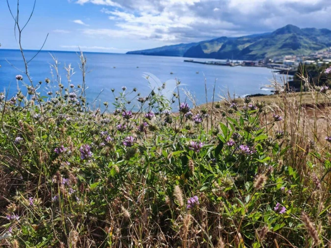 Terreno para Venda em Caniçal Foto 5