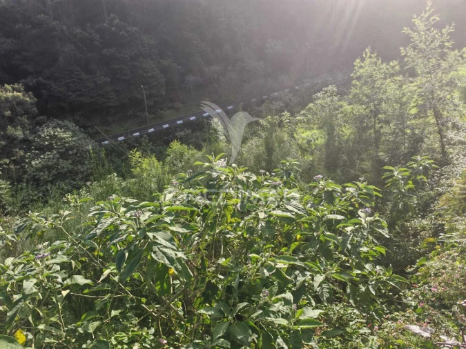 Terreno para Venda em Santo Antonio da Serra Foto 4