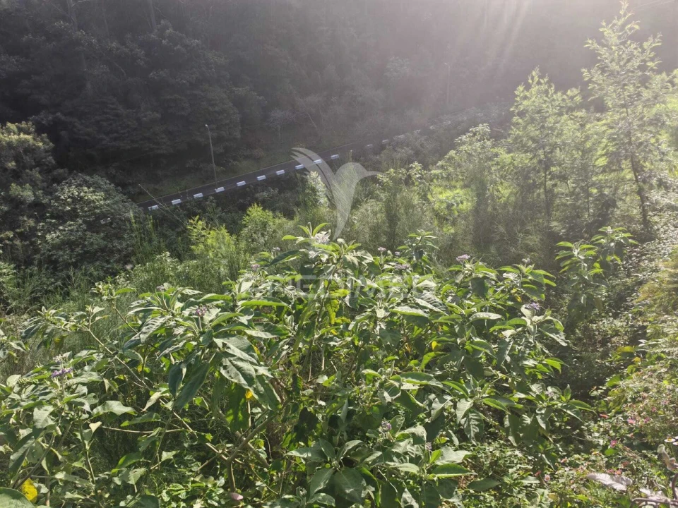 Terreno para Venda em Santo Antonio da Serra Foto 4