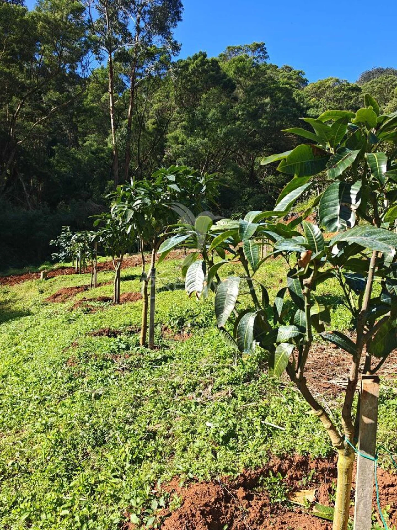 Terreno para Venda em Caniçal Foto 2