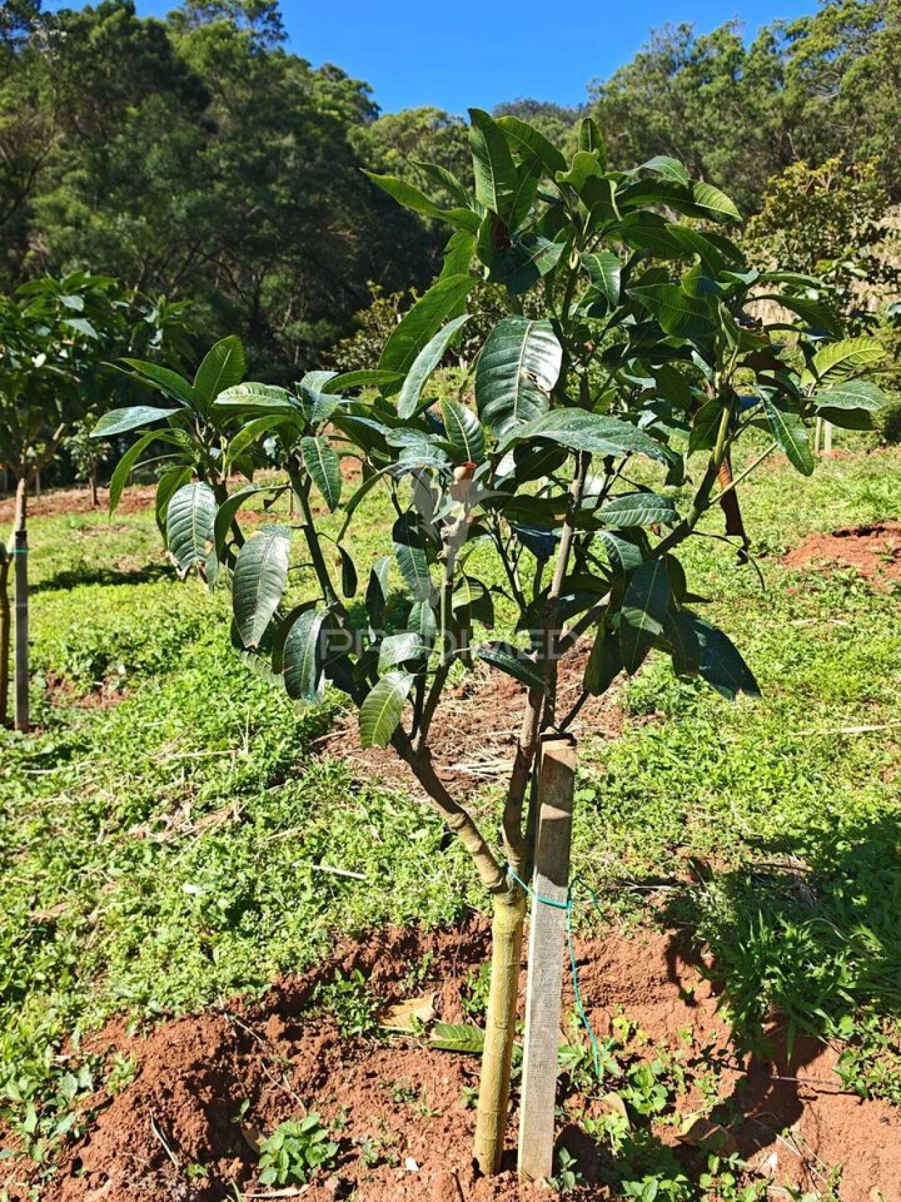 Terreno para Venda em Caniçal Foto 26