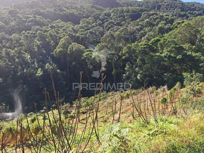 Terreno para Venda em Caniçal Foto 16