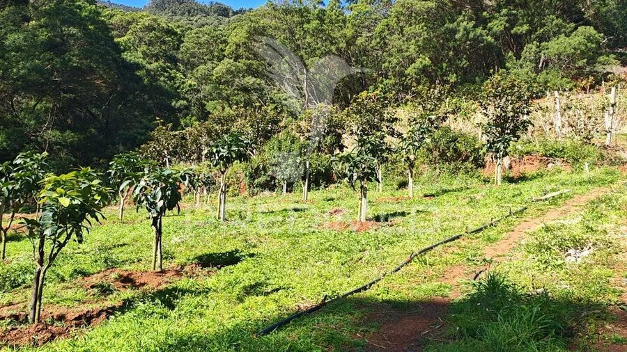 Terreno para Venda em Caniçal