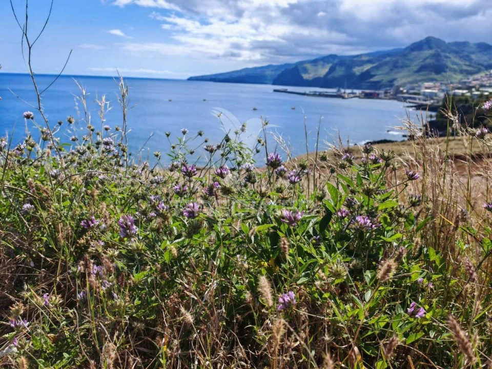 Terreno para Venda em Caniçal Foto 3