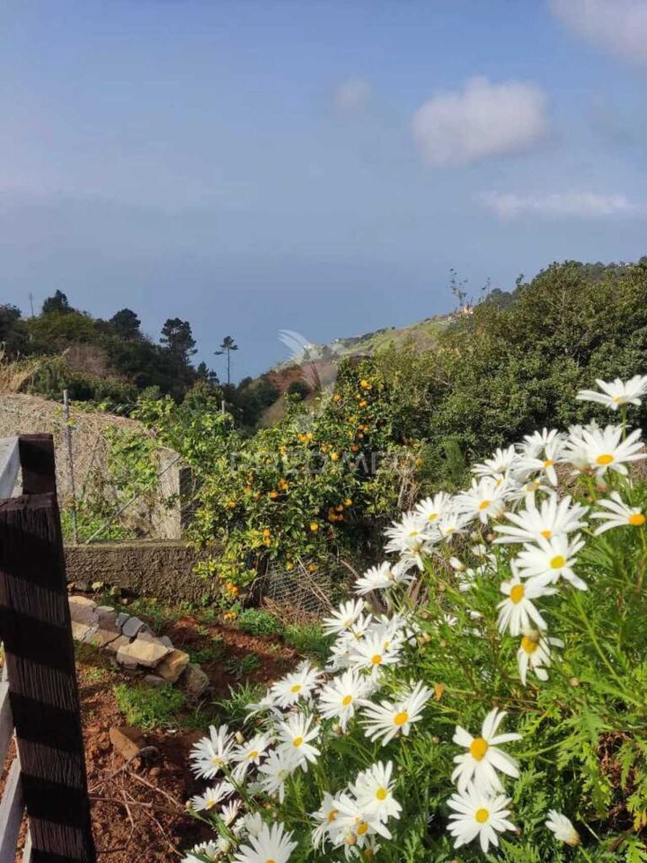 Moradia T2 para Venda em Fajã da Ovelha Foto 5