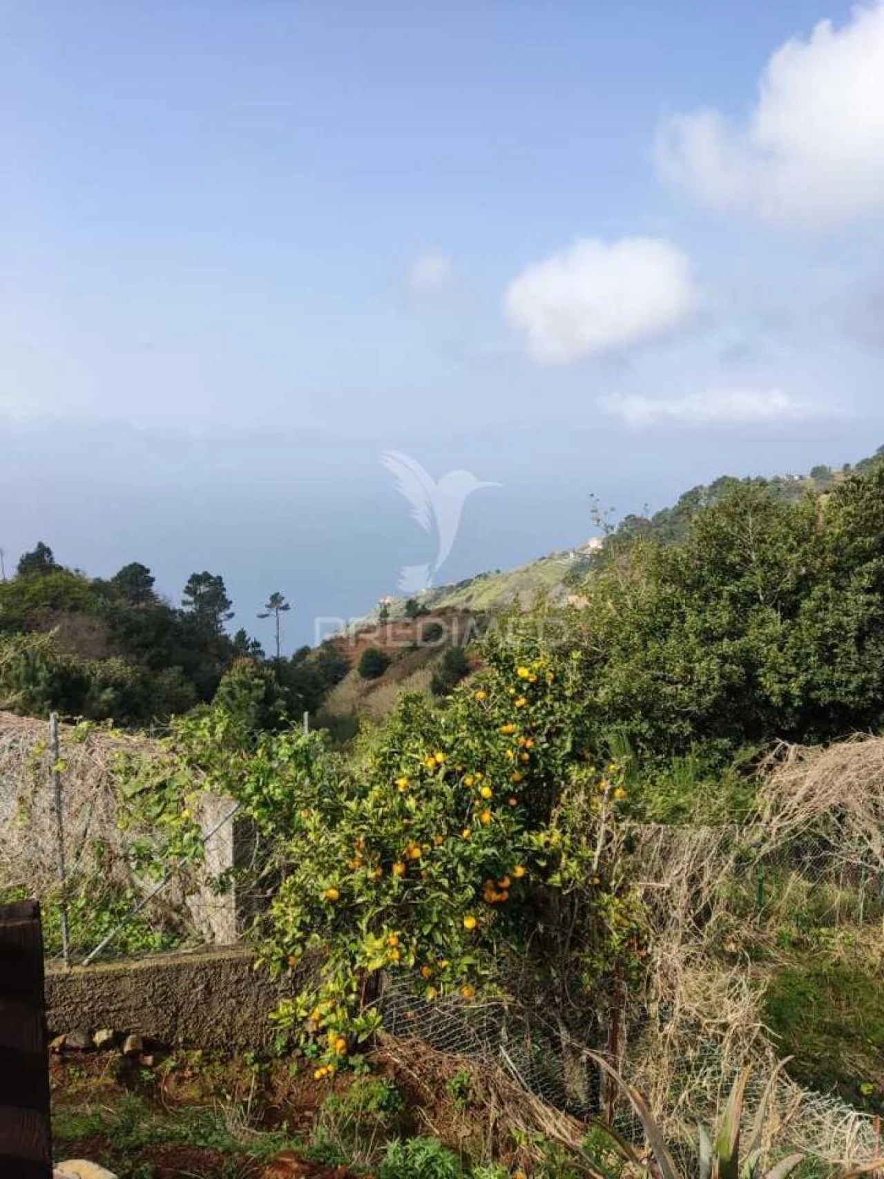 Moradia T2 para Venda em Fajã da Ovelha Foto 4