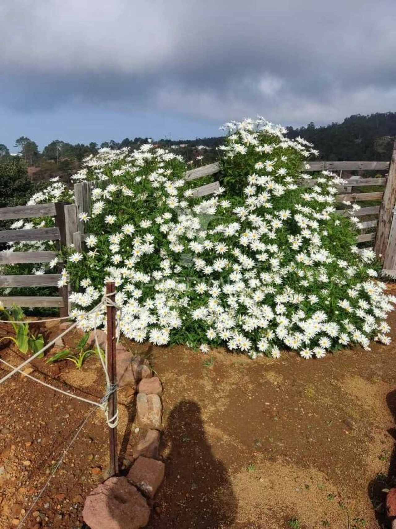 Moradia T2 para Venda em Fajã da Ovelha Foto 7