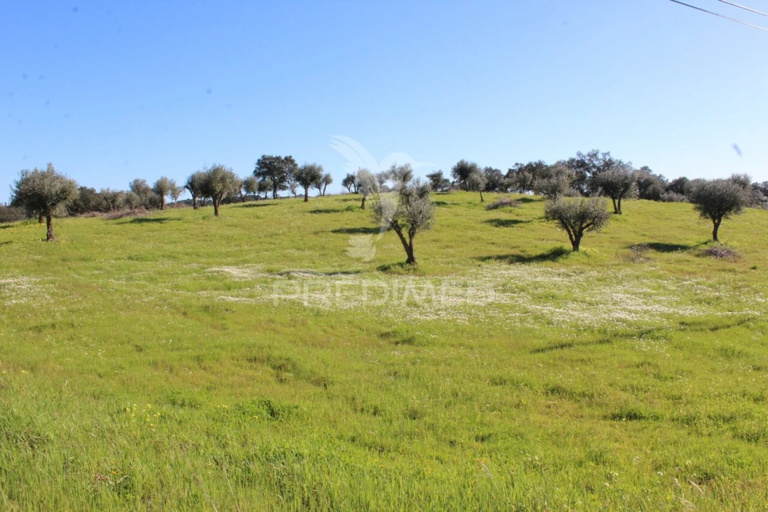 Terreno para Venda em Redondo Foto 10
