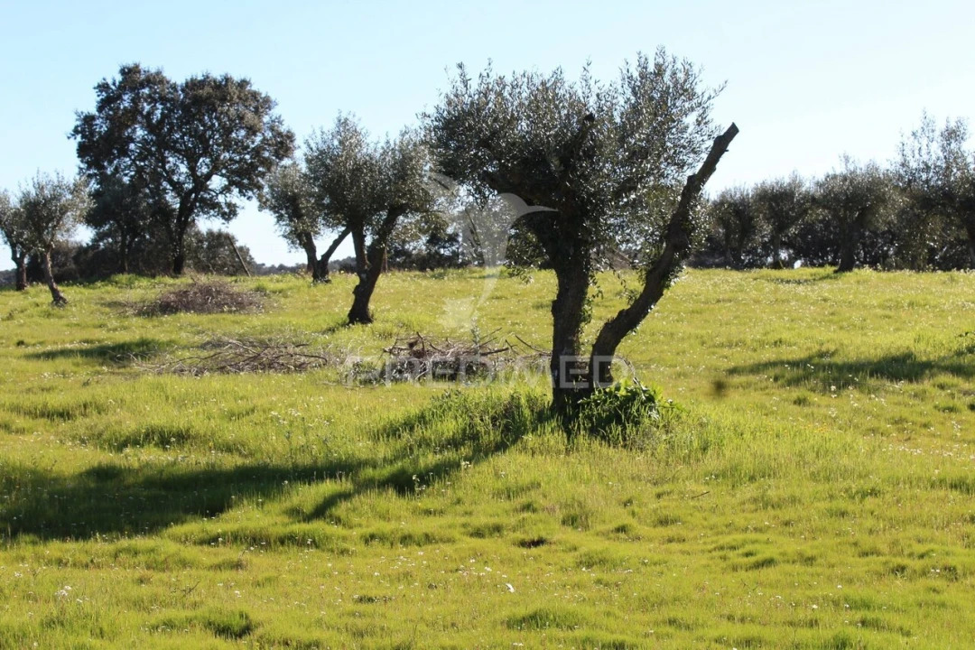Terreno para Venda em Redondo Foto 25
