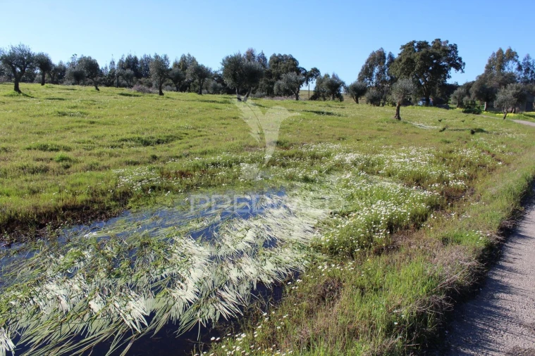 Terreno para Venda em Redondo Foto 19