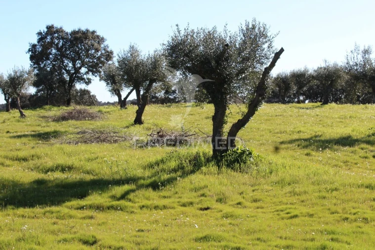 Terreno para Venda em Redondo Foto 25