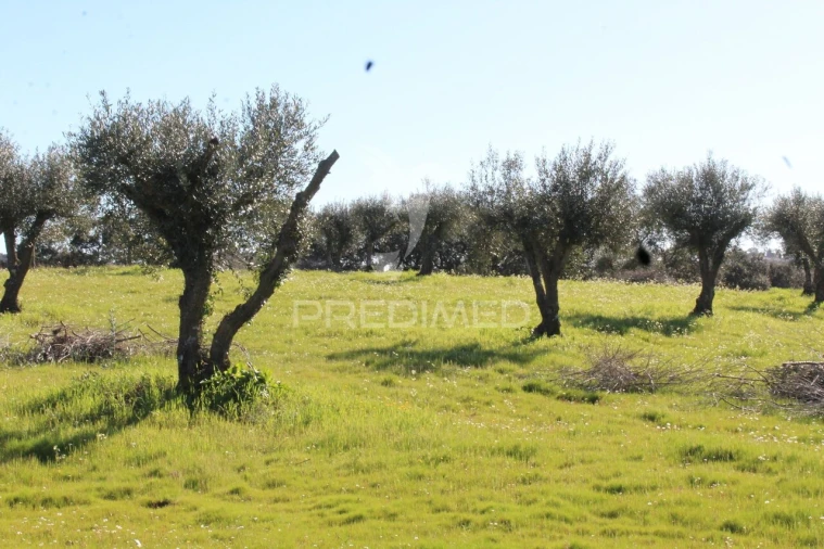 Terreno para Venda em Redondo Foto 24