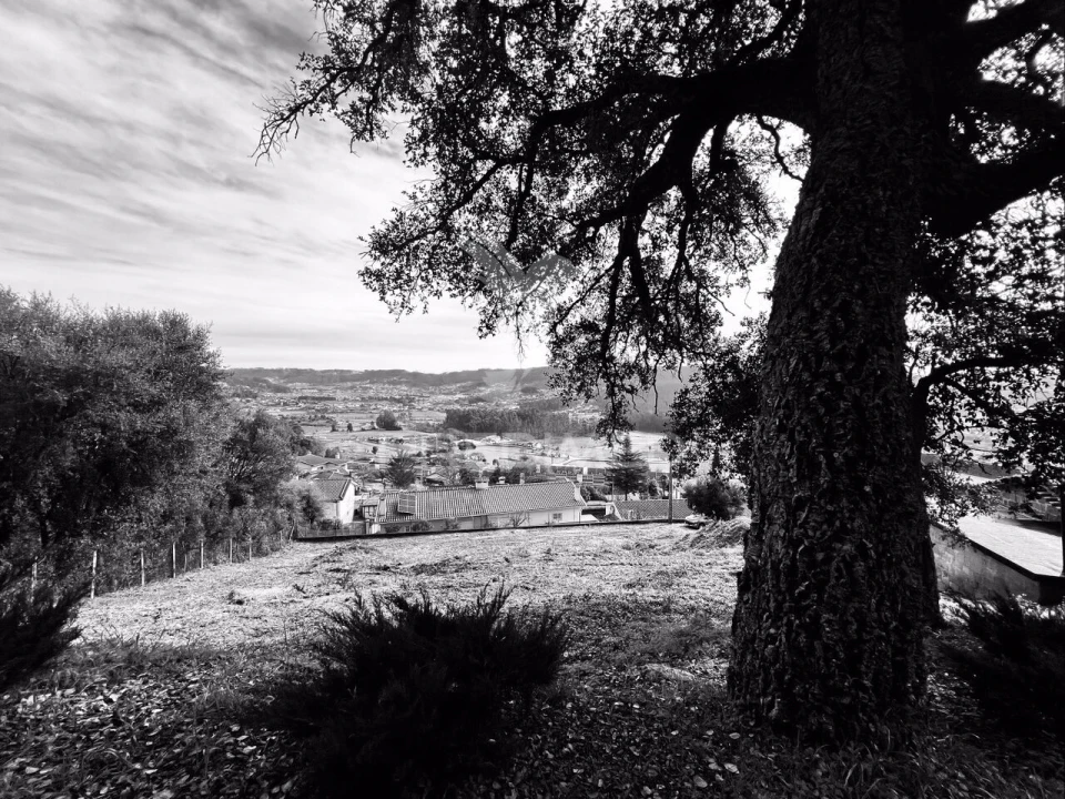 Terreno para Venda em Cruz Foto 2