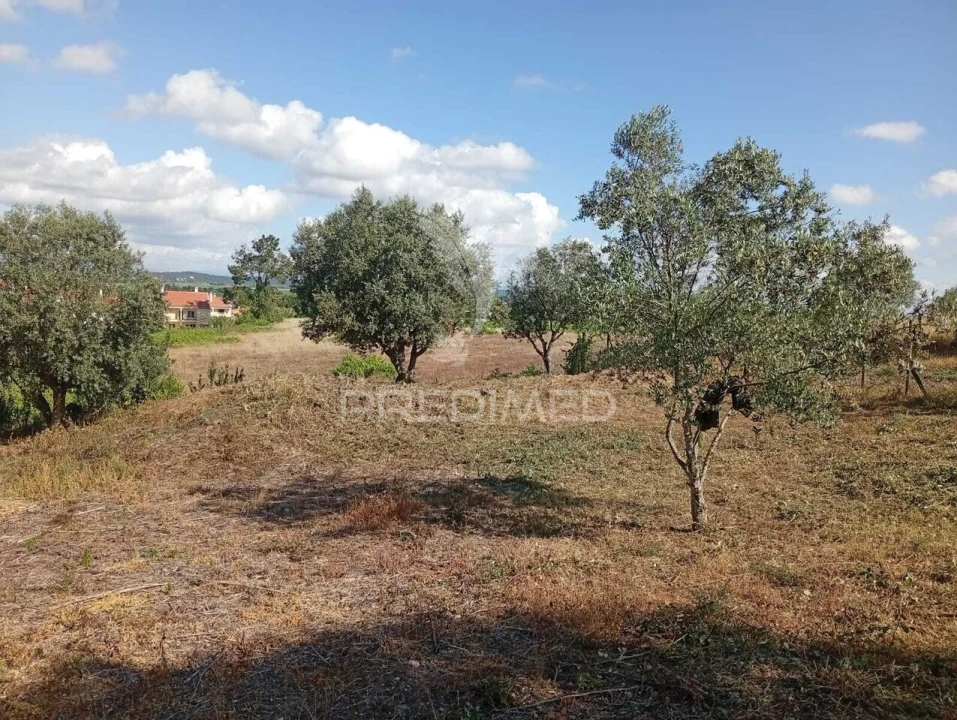 Terreno para Venda em Alpiarça Foto 7
