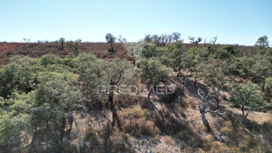 Terreno para Venda em Ourique Foto 8