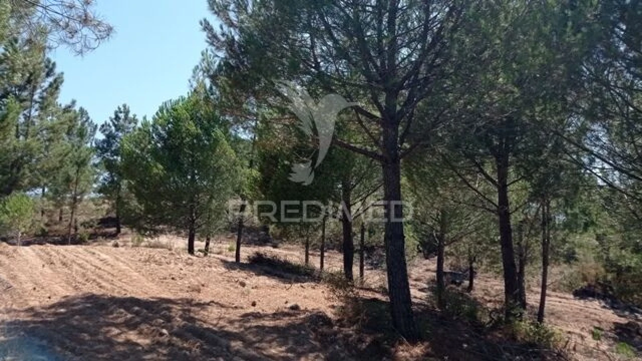 Quinta T0 para Venda em Mora Foto 5