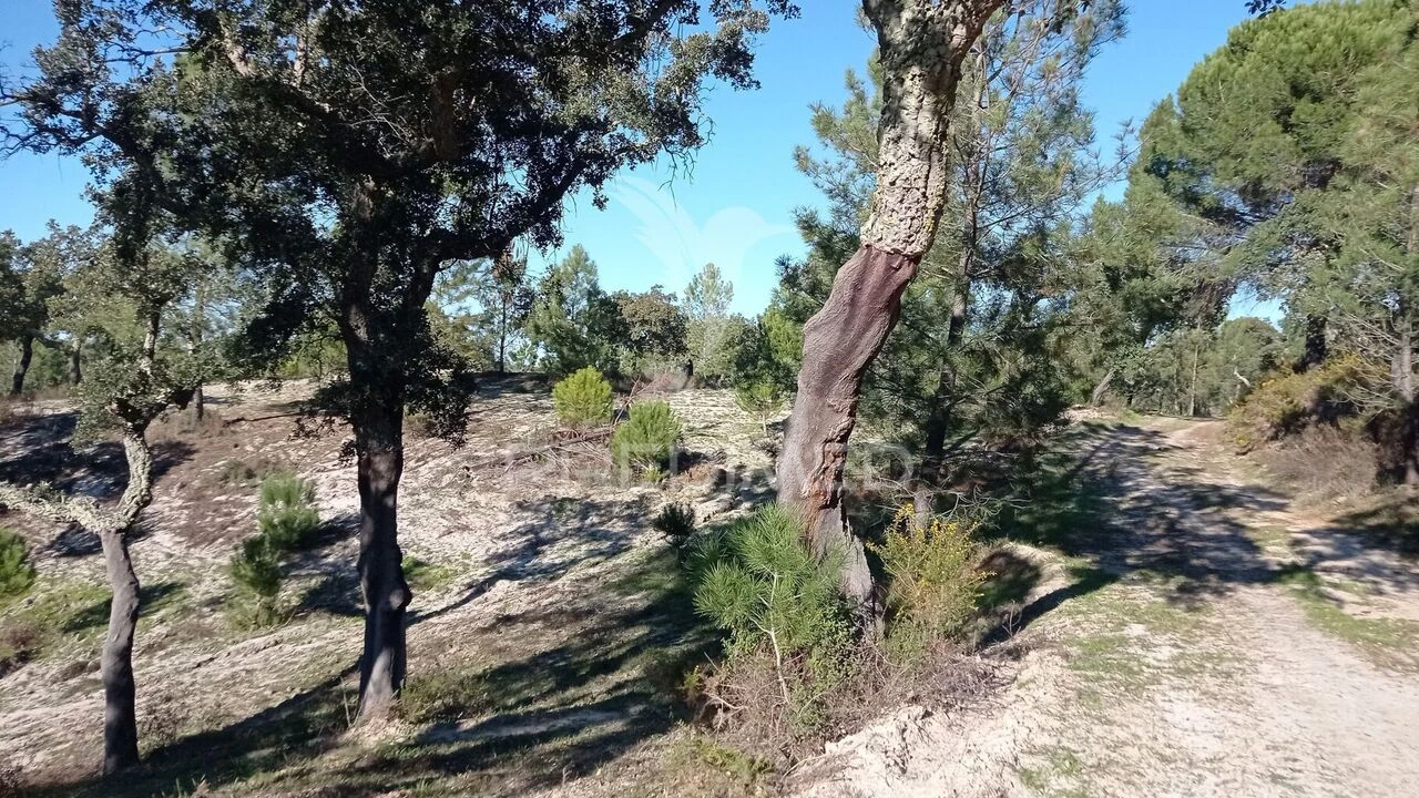 Quinta T0 para Venda em Mora Foto 25