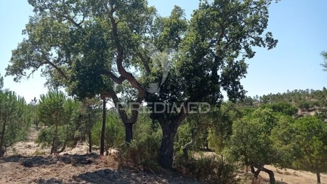 Quinta T0 para Venda em Mora Foto 8