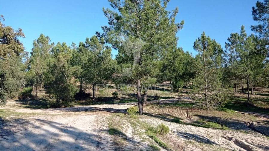 Quinta T0 para Venda em Mora Foto 34