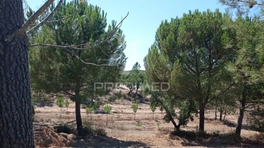 Quinta T0 para Venda em Mora Foto 6