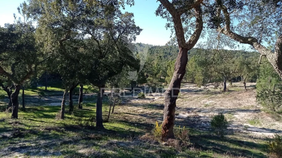 Quinta T0 para Venda em Mora Foto 24