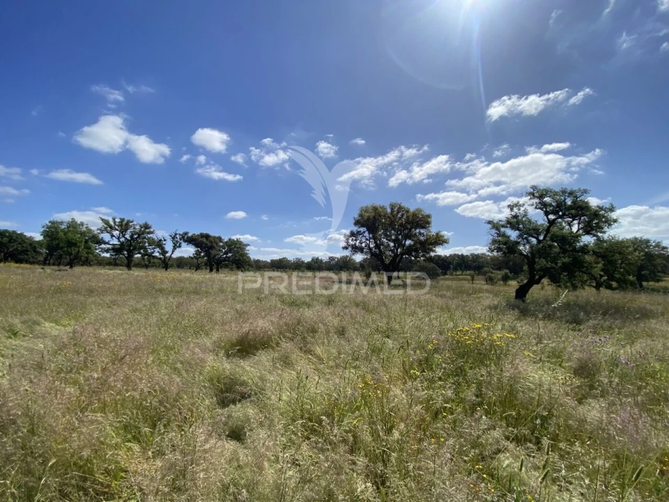 Quinta T1 para Venda em Abela Foto 10