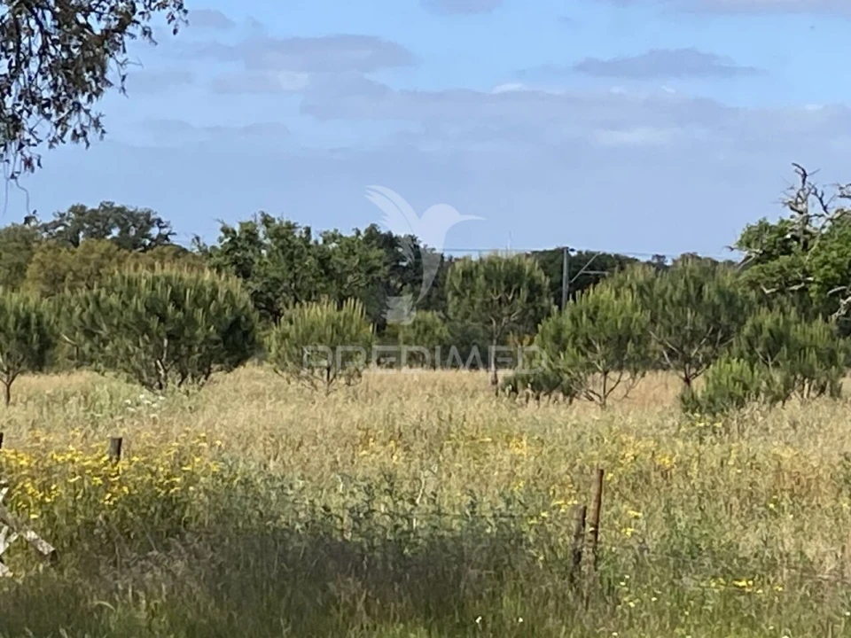 Quinta T1 para Venda em Abela Foto 14