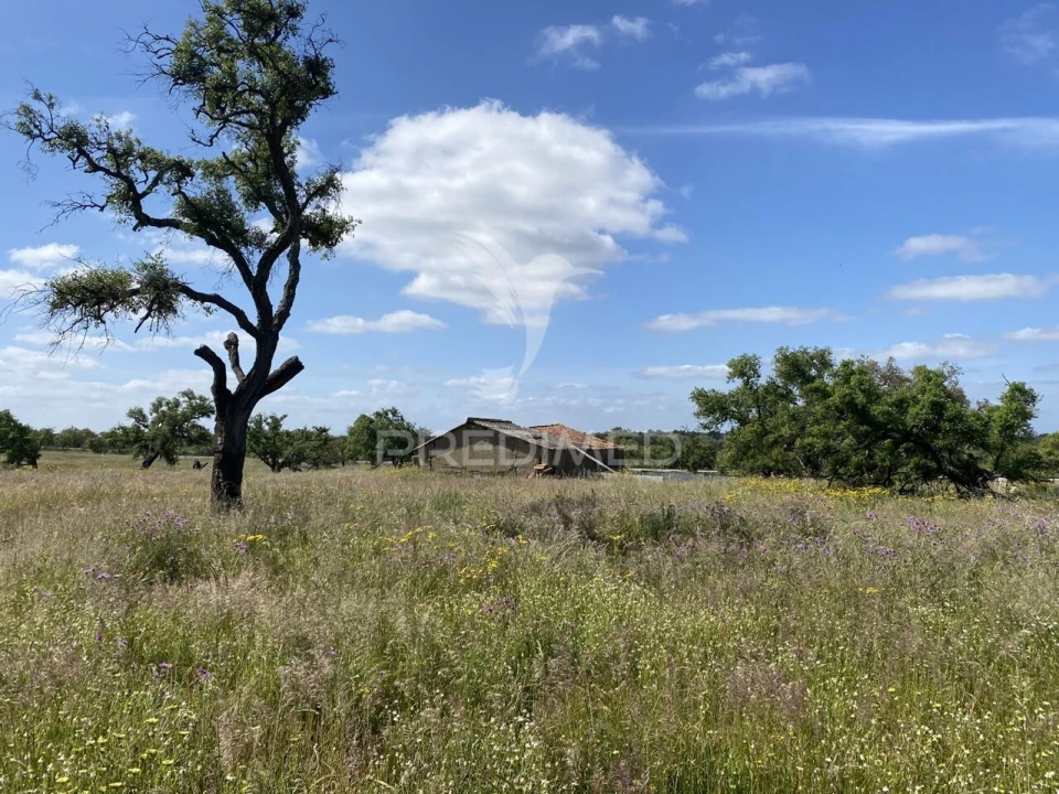 Quinta T1 para Venda em Abela Foto 5