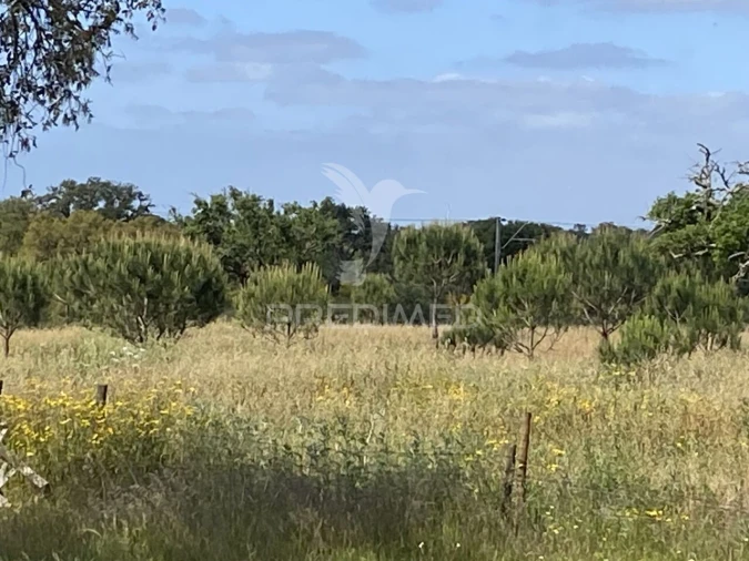 Quinta T1 para Venda em Abela Foto 14