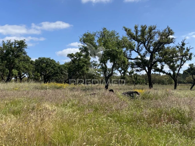 Quinta T1 para Venda em Abela Foto 6