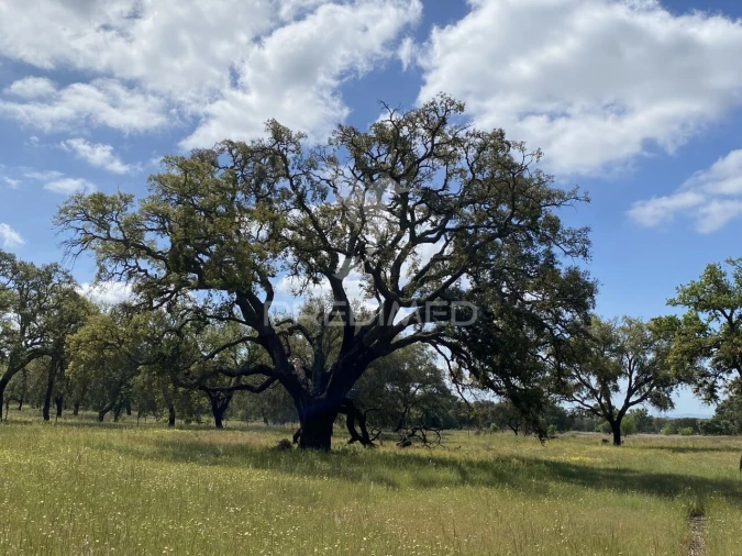 Quinta T1 para Venda em Abela Foto 1