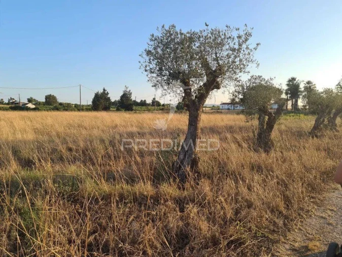 Terreno para Venda em Palmela Foto 5