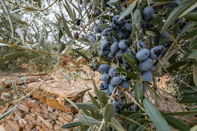 Moradia T1 para Venda em Rio de Moinhos Foto 26